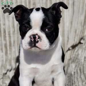 Boots, Boston Terrier Puppy